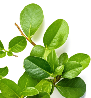 Gymnema Sylvestre