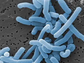 Lactobacillus Paracasei