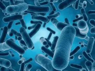 Lactobacillus Reuteri