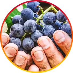 Resveratrol