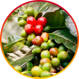 Chlorogenic Acid