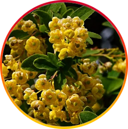 Berberine