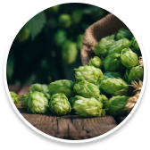 Hops (Humulus lupulus)