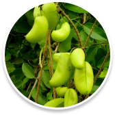 5-HTP (Griffonia simplicifolia)