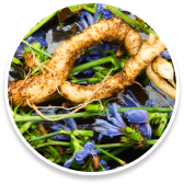 Inulin (Fructo-oligosaccharides)