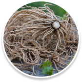Valerian Root (Valerianae radix)
